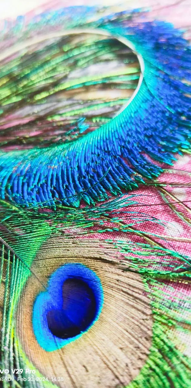 Krishna\'s peacock feather spiritual wallpaper